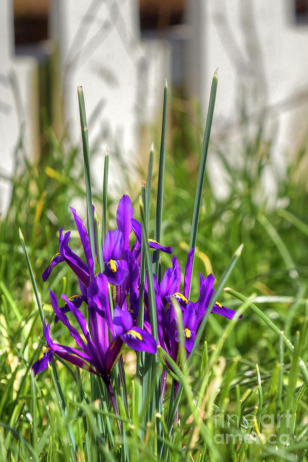 Dwarf Iris Photograph by Karen Jorstad