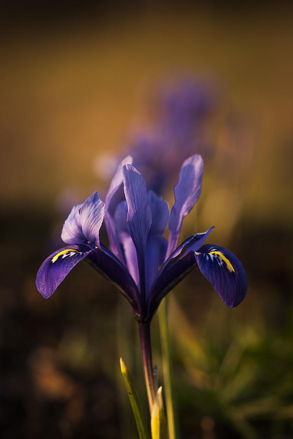 Dwarf Iris Photograph by Robert Potts