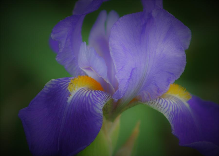 Dwarf Iris Soft Focus 9852_2 Photograph by Steven Ward