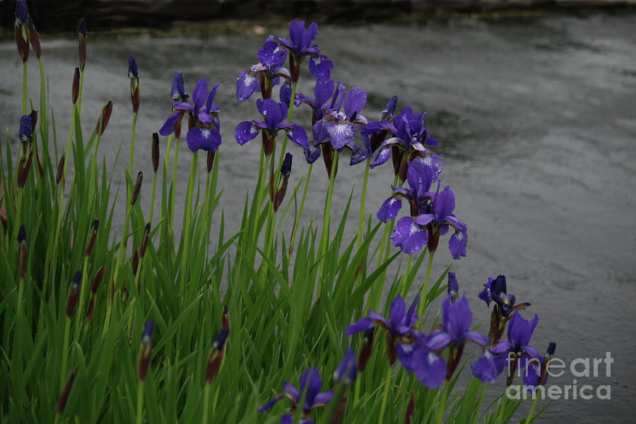 Dwarf Iriss in the Rain Photograph by Lori Moon