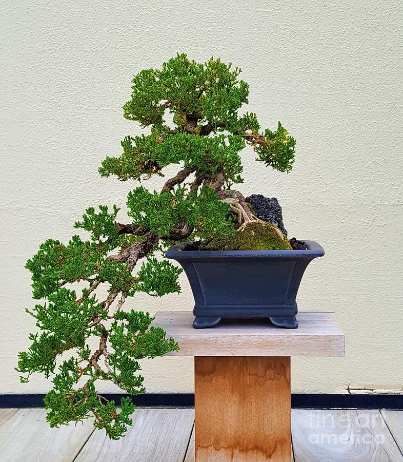 Juniper Bonsai Tree - Coiled Trunk(juniper procumbens nana)