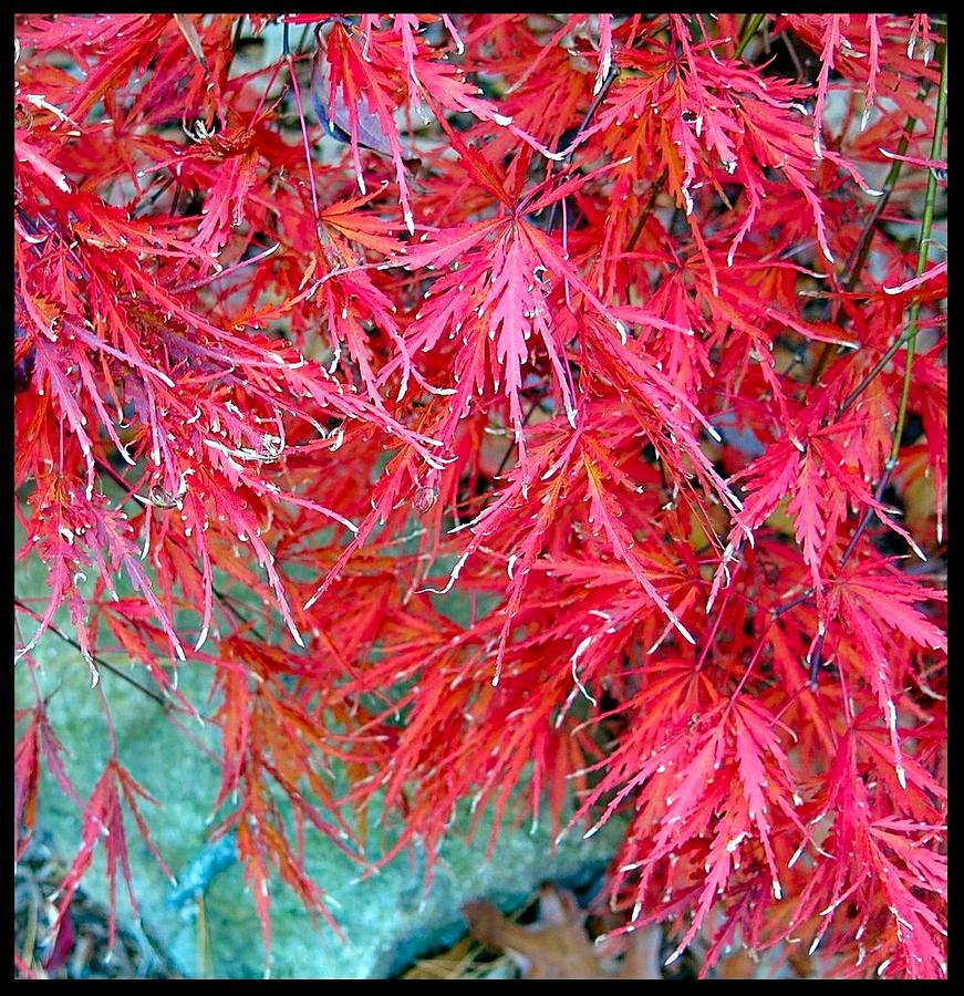 Dwarf Japanese Maple Photograph by Betty Buller Whitehead