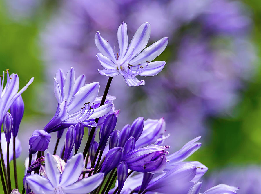 dwarf lily of the nile care