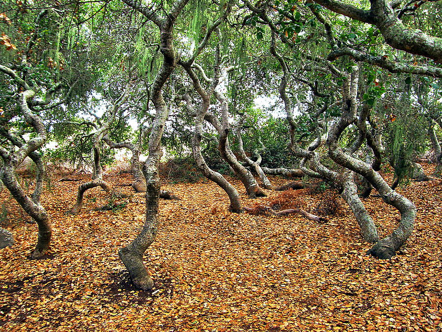 Dwarf Oaks, Los Osos Photograph by Debbie Hart - Pixels