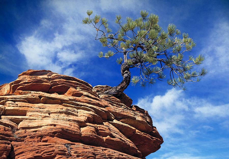 Zion National Park Photograph - Dwarf Pine and Sandstone Zion Utah by Douglas Pulsipher