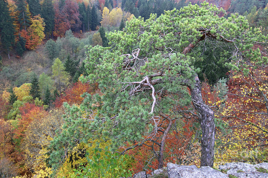 Dwarf pine trees over the autumn forest Photograph by Michal Boubin