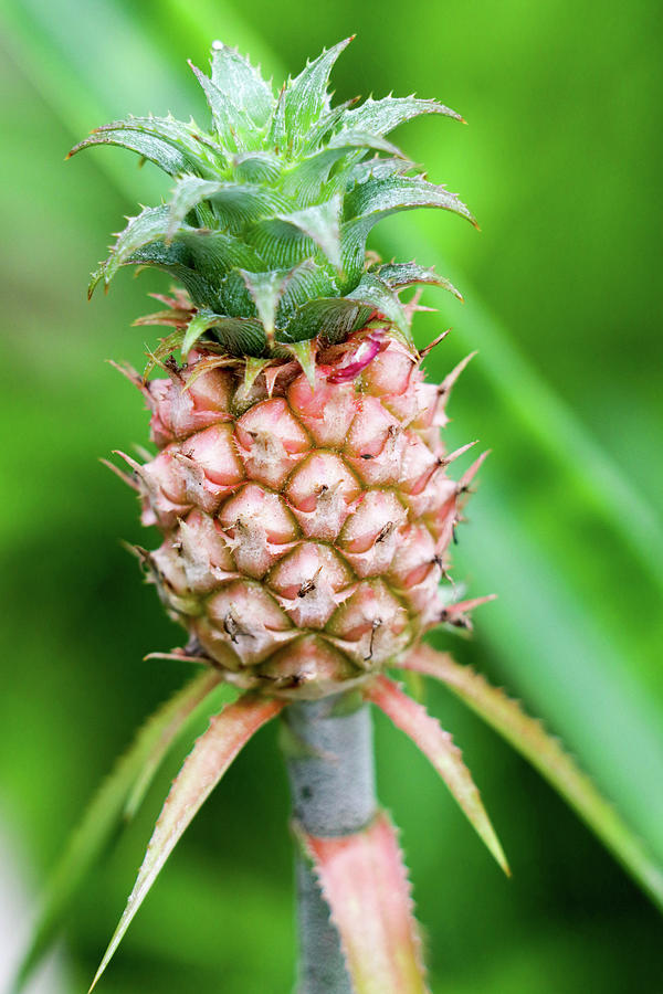Dwarf Pineapple II Photograph by Mary Anne Delgado