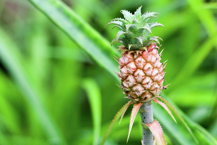 Dwarf Pineapple  Photograph by Mary Anne Delgado