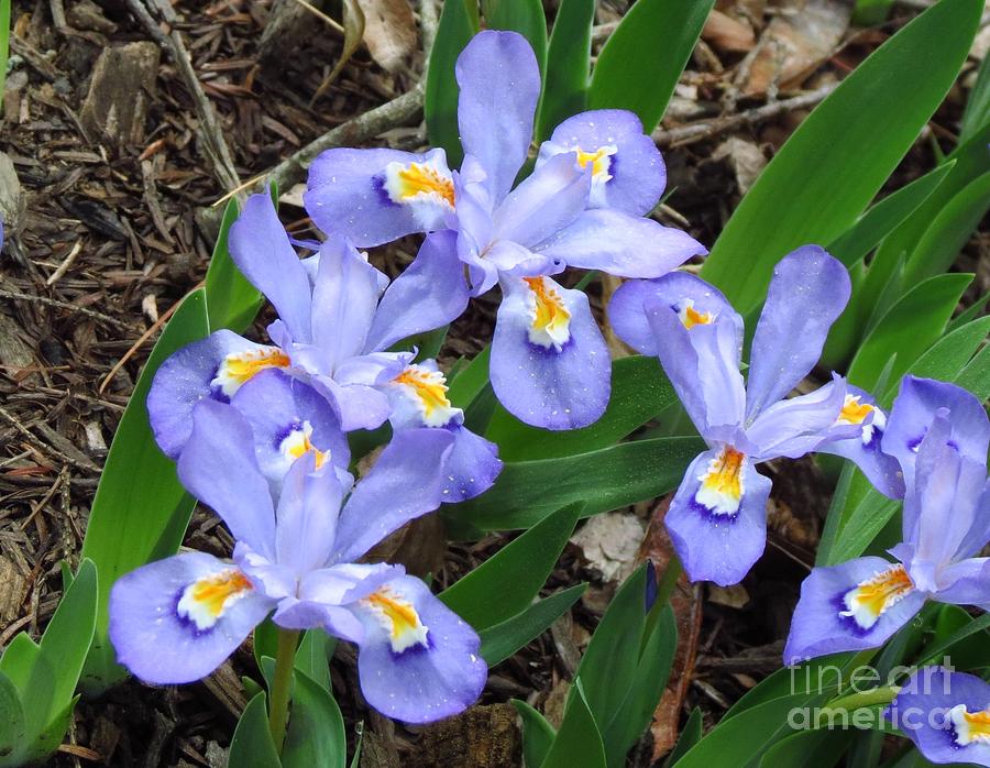 Dwarf Purple Irises Photograph by Anita Adams