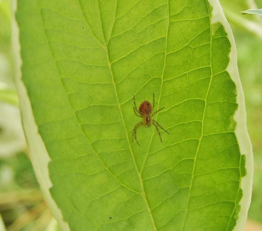 Dwarf Red Crab Spider Indiana Summer Photograph by Rory Cubel