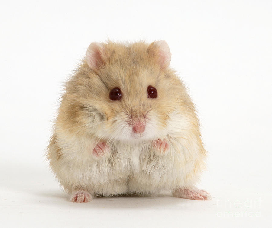 Dwarf Russian Hamster Photograph by Mark Taylor