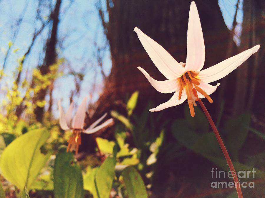 Spring Photograph - Dwarf Trout Lily by Kristen Kopp