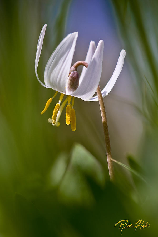 Dwarf Trout Lily Photograph by Rikk Flohr