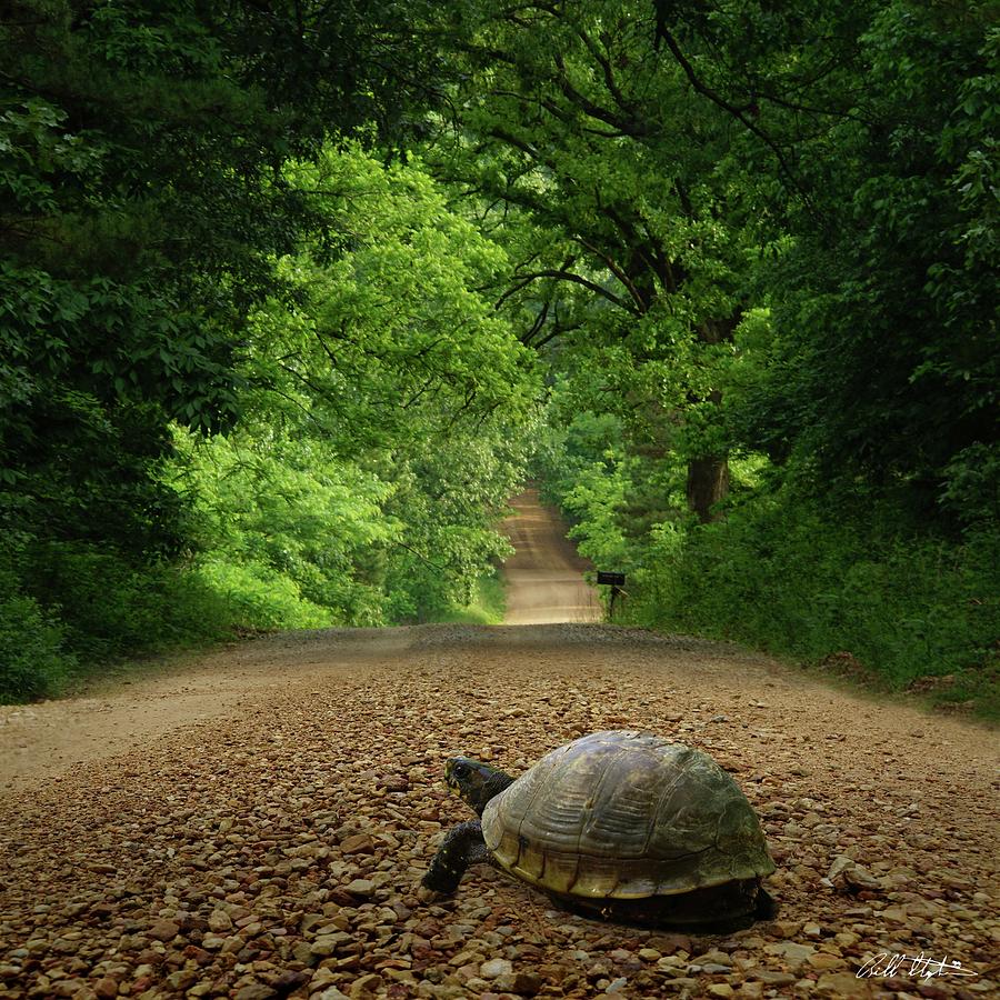 Turtle Photograph - Dwaynes Road by Bill Stephens
