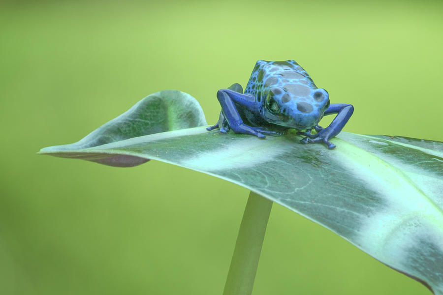 Dyeing Dart Frog Photograph by Nikolyn McDonald