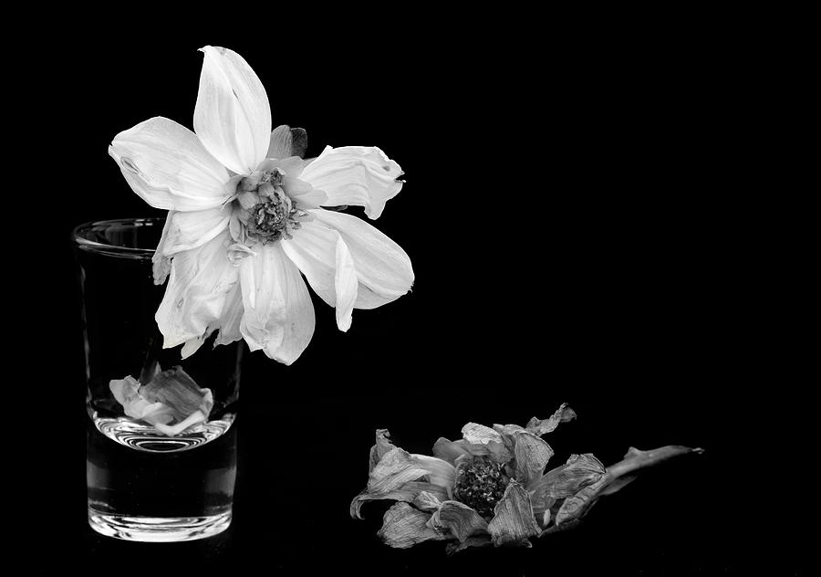 Dying dahlia flowers Photograph by Michalakis Ppalis