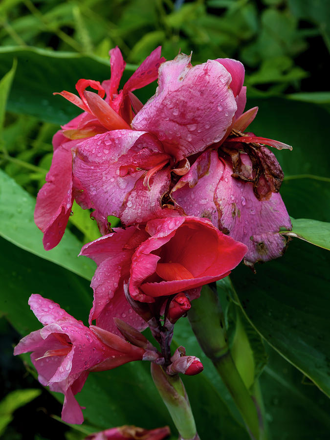 Dying Flowers and Raindrops Photograph by Robert Ullmann