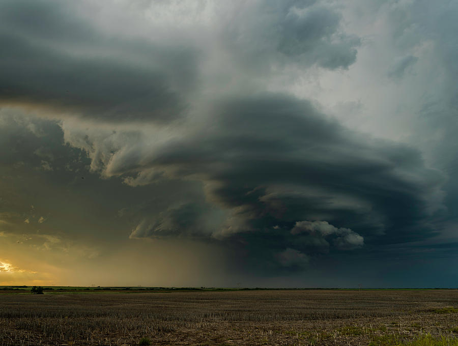 Dying Meso Photograph by Willard Sharp - Fine Art America