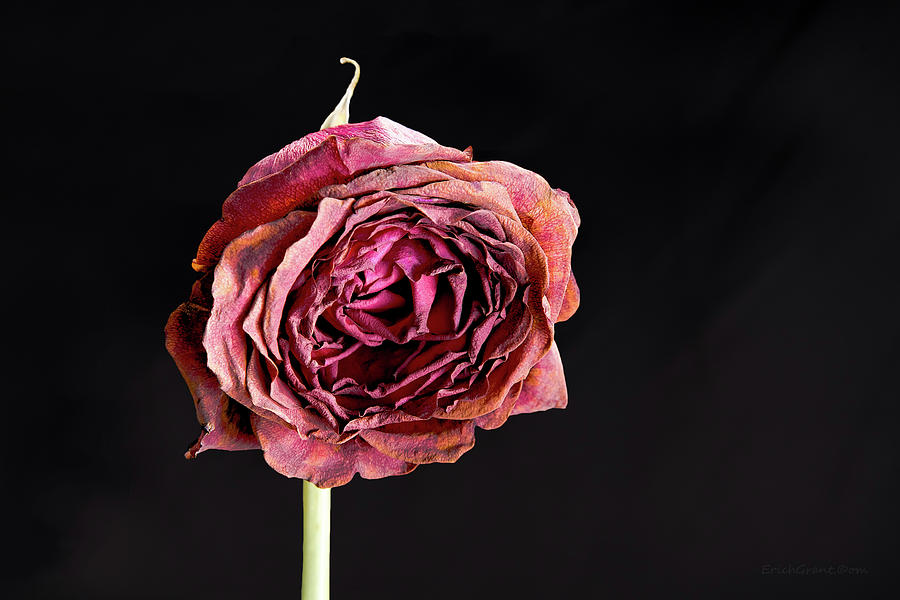 Dying Rose Photograph by Erich Grant