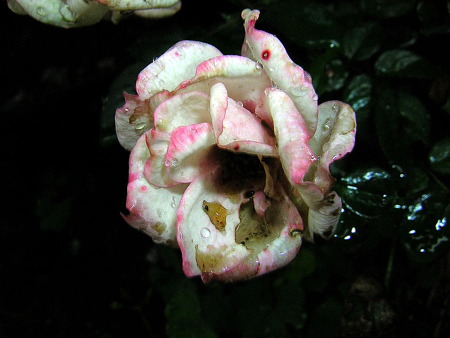 Dying Rose Photograph by George Jones