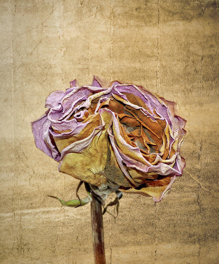 Dying Rose Photograph by Steve Beinder - Fine Art America