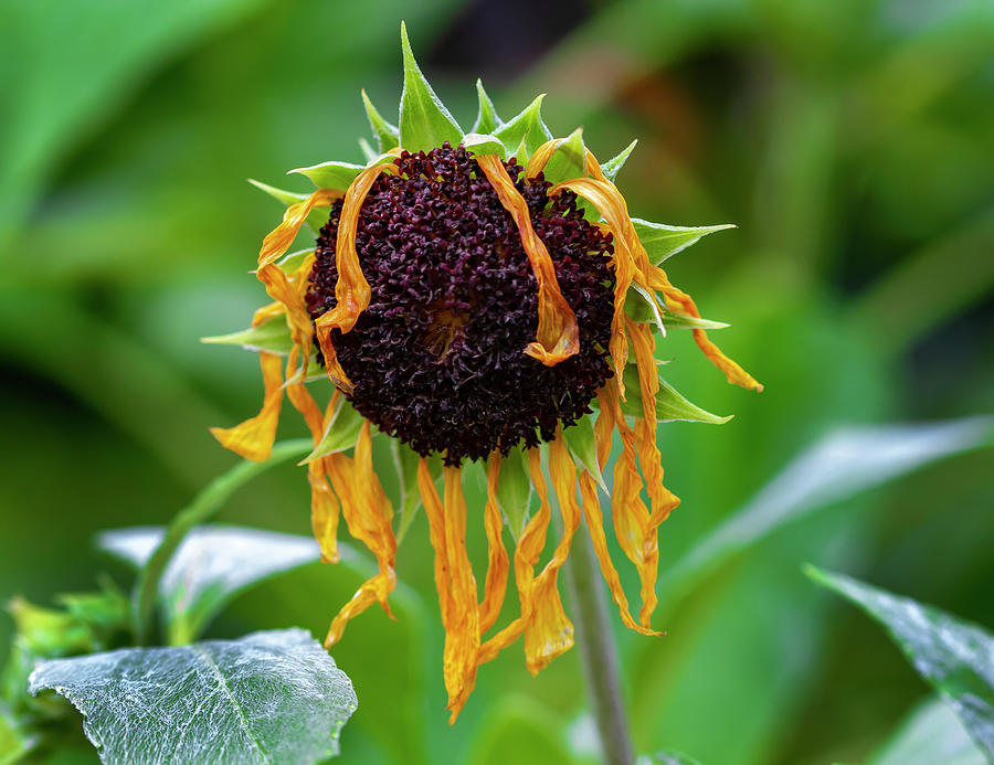 Dying Sunflower Photograph by Robert Ullmann