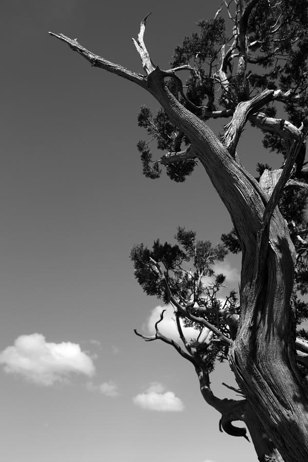 Dying Tree and Clouds 2 BW Photograph by Mary Bedy