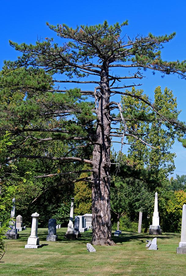 Dying Tree Photograph by Michiale Schneider