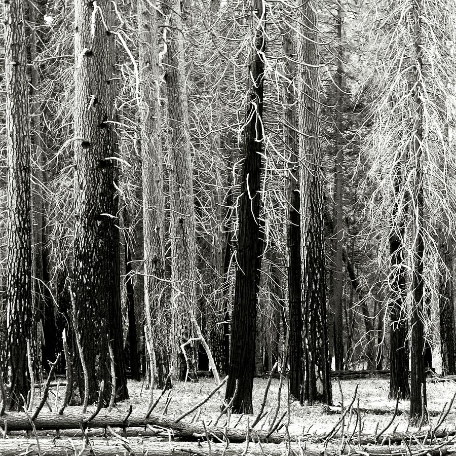 Dying Trees in Yosemite Photograph by Timothy Bulone