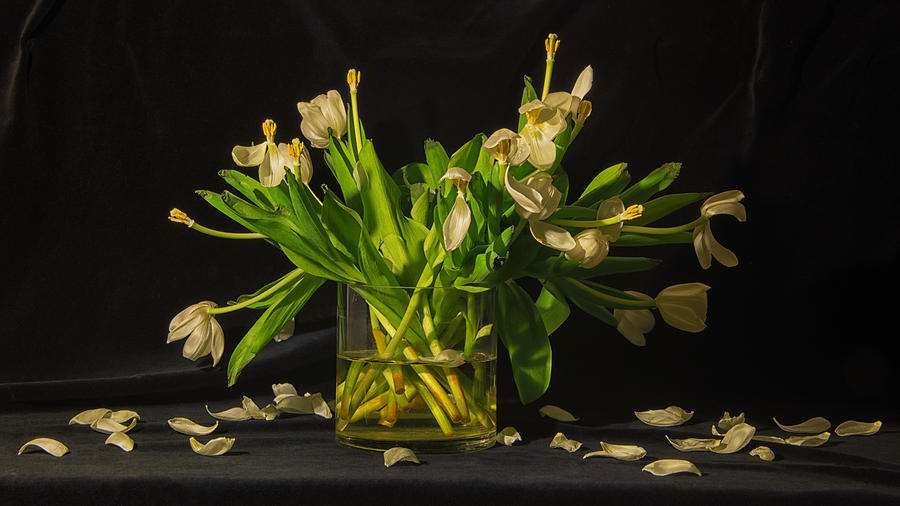 Dying Tulips Photograph by Andrew Wohl