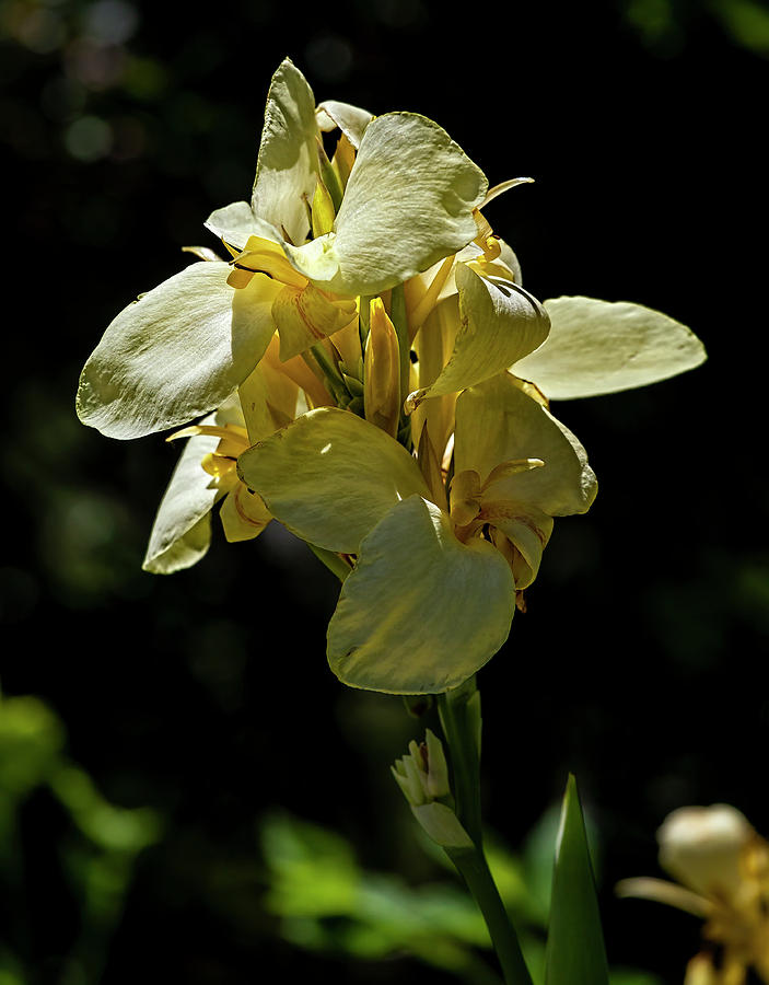 Dying Yellow Flower Photograph by Robert Ullmann