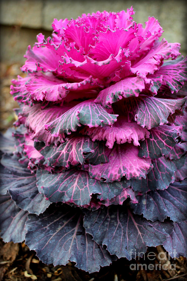 Dynasty Red Flowering Cabbage Photograph by Kathy White