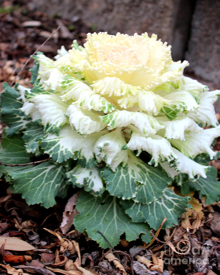 Dynasty White Flowering Cabbage Photograph by Kathy White