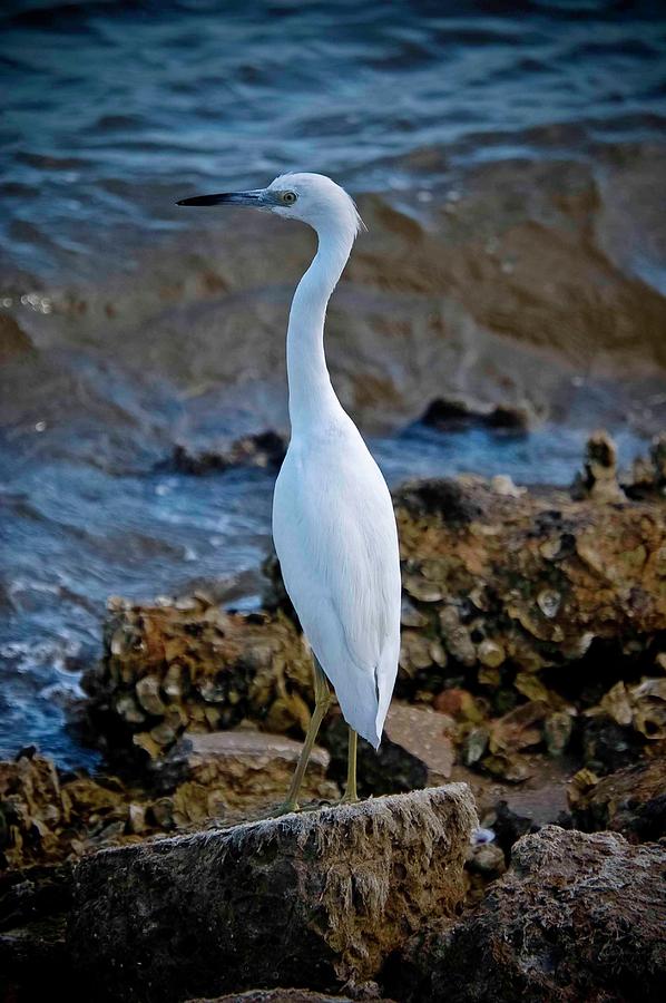 Eager Egret Photograph by DigiArt Diaries by Vicky B Fuller