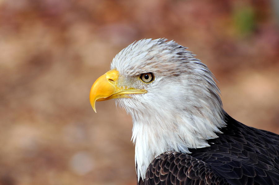 Eagle Photograph - Eagle 10 by Marty Koch