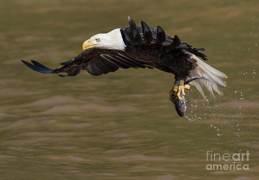 Eagle 3814 Photograph by Art Cole