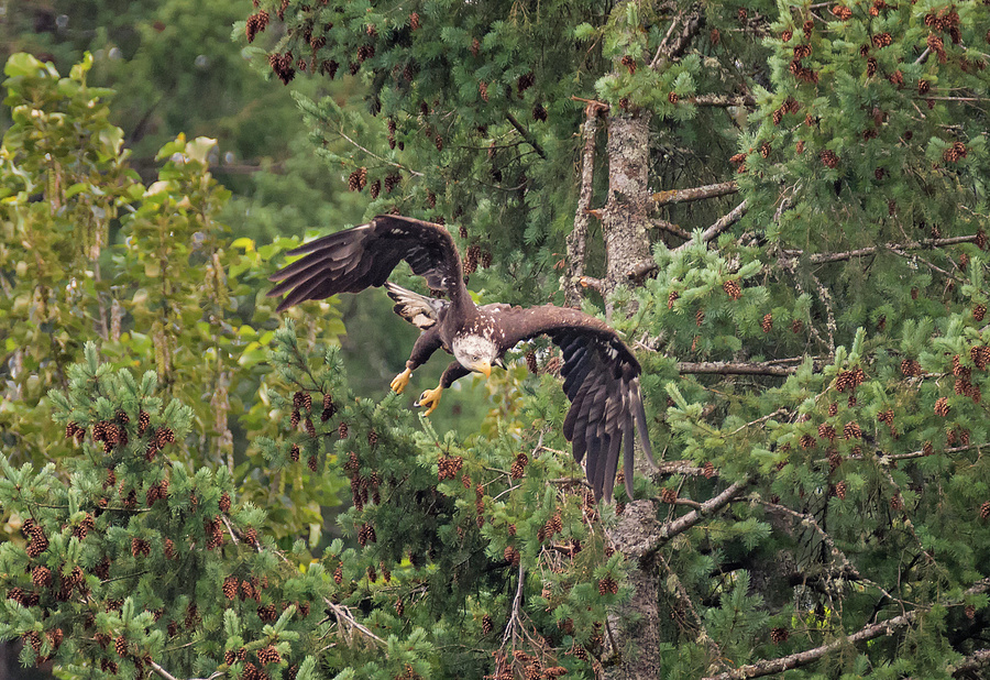 Eagle Ambush Photograph by Loree Johnson