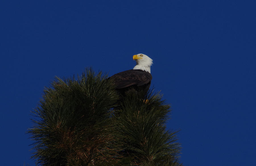 Eagle and a clear blue sky Photograph by Jeff Swan