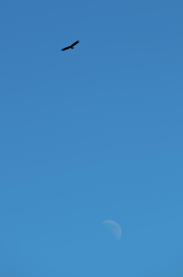 Europa Photograph - Eagle and Moon by Kolbein Svensson Europa Photograph - Eagle and Moon by Kolbein Svensson