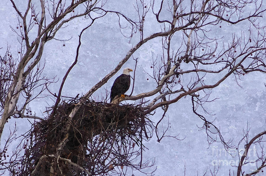 Eagle And Nest Painterly Photograph by Jennifer White
