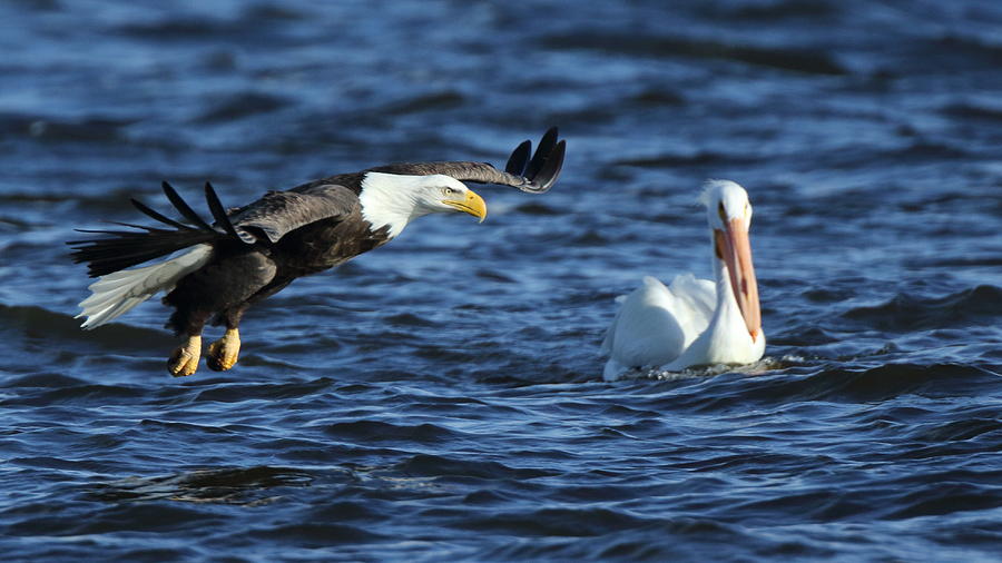Eagle and Pelican Photograph by Coby Cooper