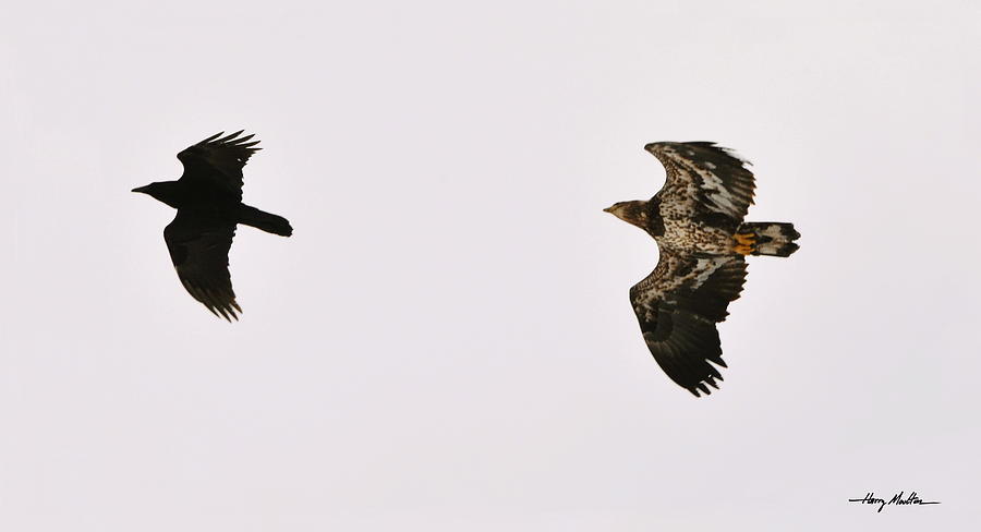 Eagle and Raven-The Chase Photograph by Harry Moulton