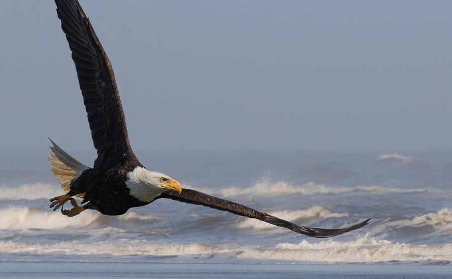 Eagle and Surf Photograph by Angie Vogel