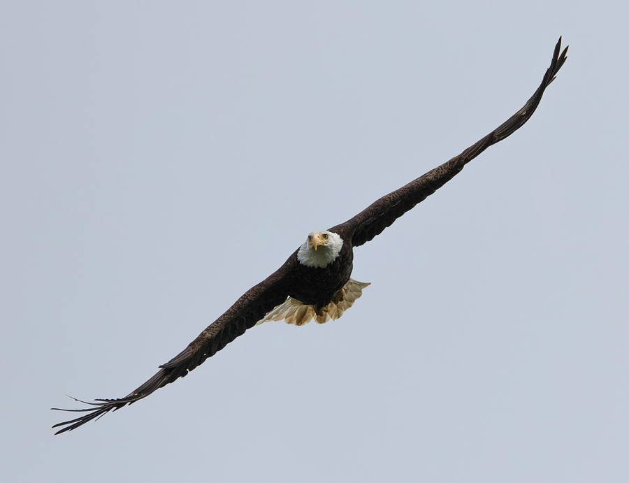 Eagle Approach Photograph by Loree Johnson
