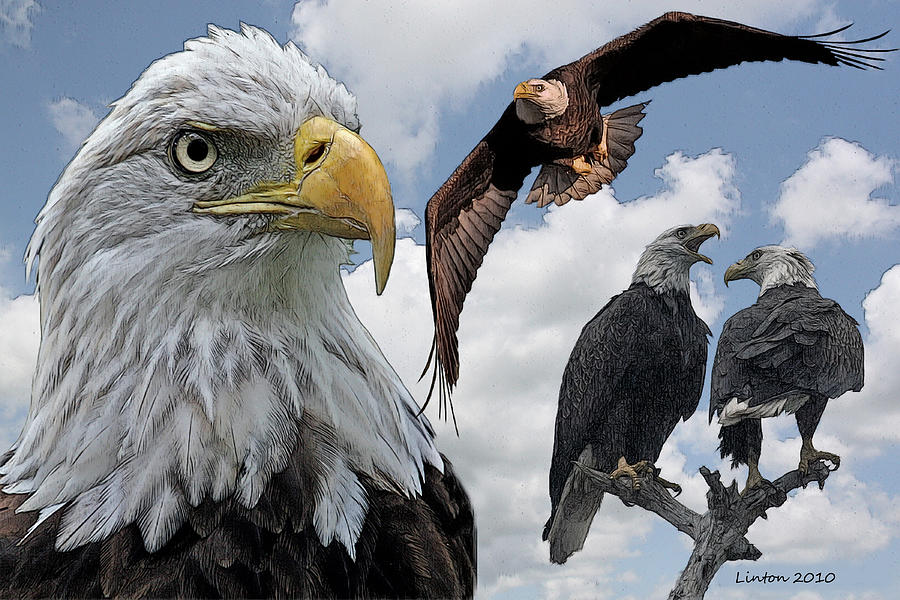 Eagle Art Digital Art by Larry Linton