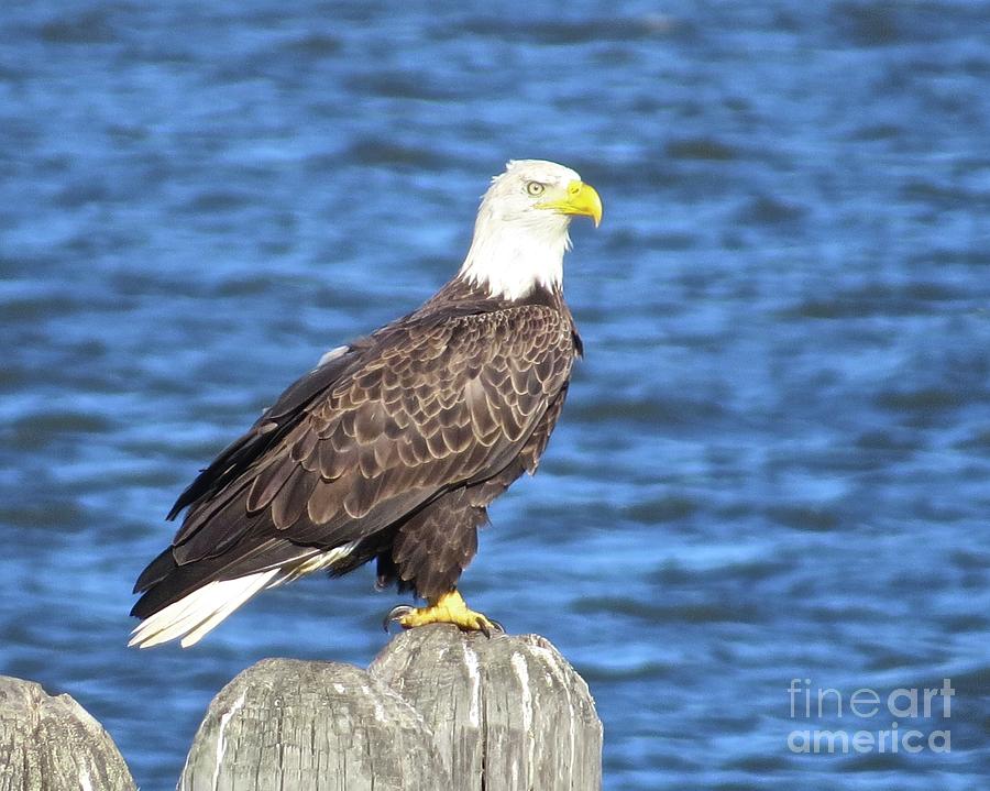 Eagle at East Point  Photograph by Nancy Patterson