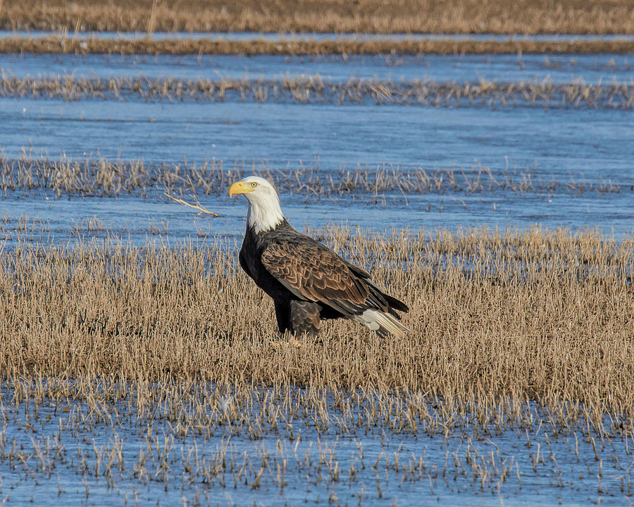 Eagle At Rest Photograph by Lonnie Wooten - Fine Art America