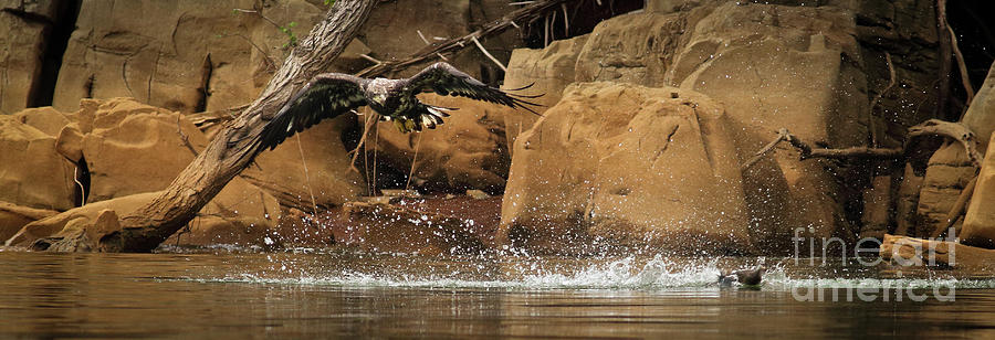 Eagle Attack Photograph by Douglas Stucky