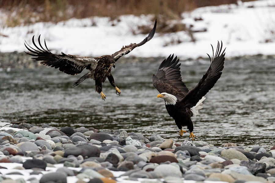 Eagle Attack Photograph by Mike Centioli