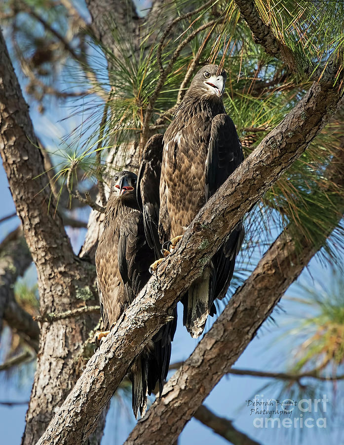 Eagle Babies of 2018 Photograph by Deborah Benoit